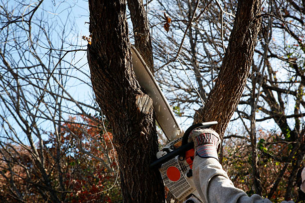 Seasonal Cleanup (Spring/Fall) in Myrtletown, CA