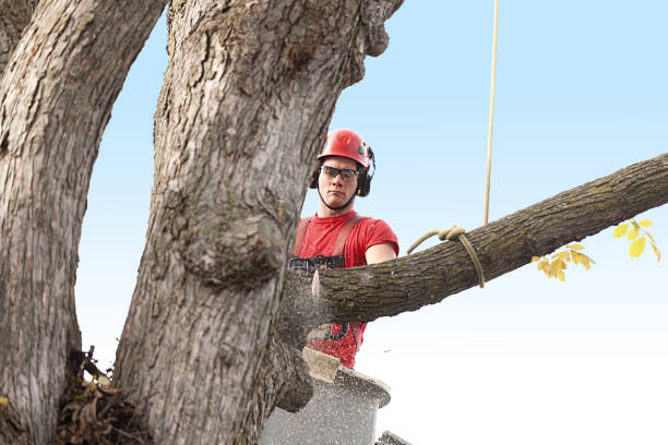 Professional Tree Services in Myrtletown, CA